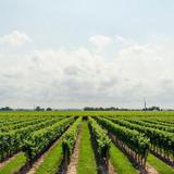 Enjoy some Craft Beer and Wine