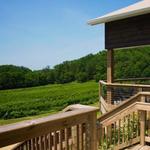 Falconer Vineyards