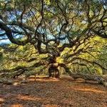 Angel Oak Tree