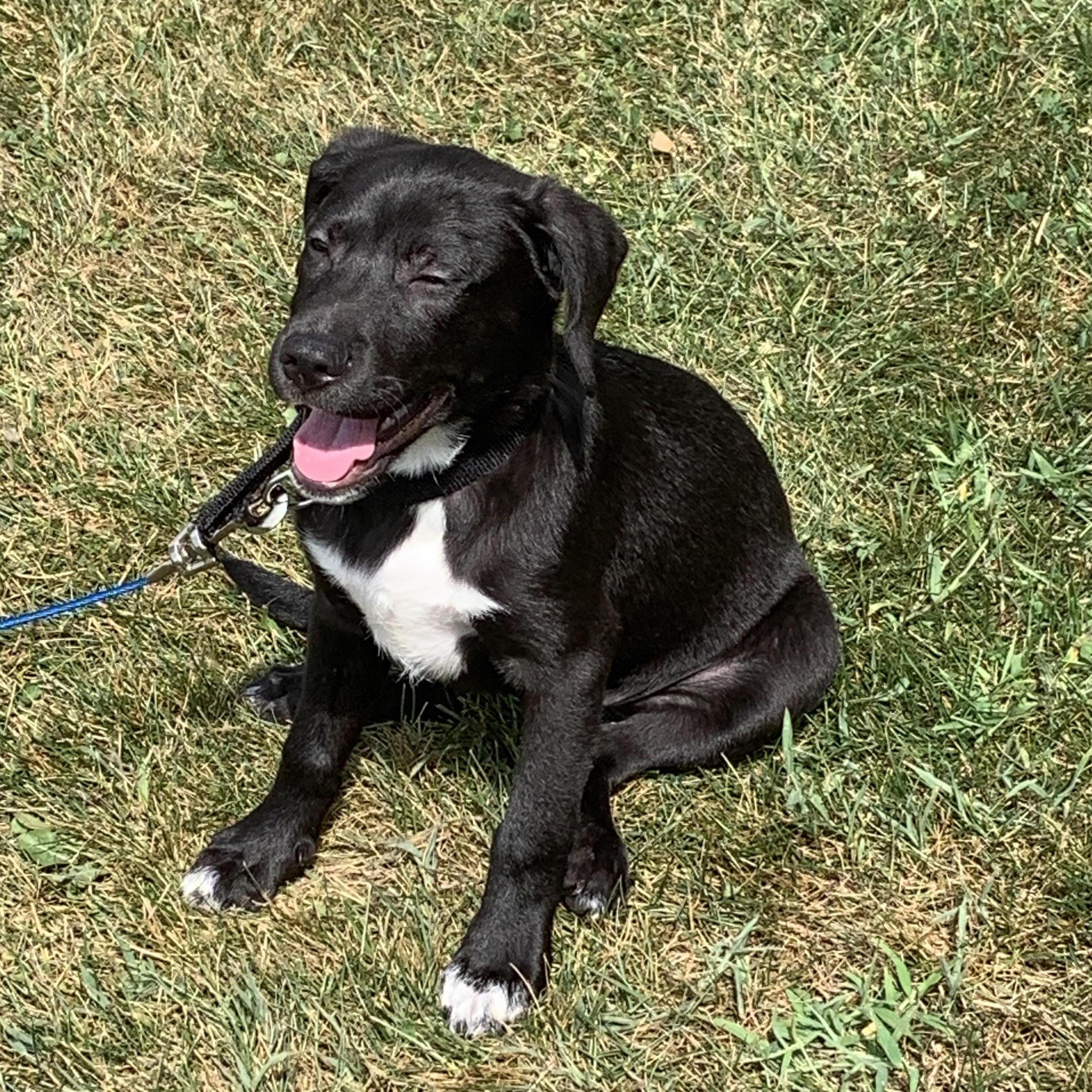 Zeke's first day home! 08/21/2019