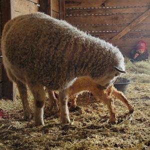 Felesha's sheep fund