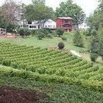 Stone Hill Winery