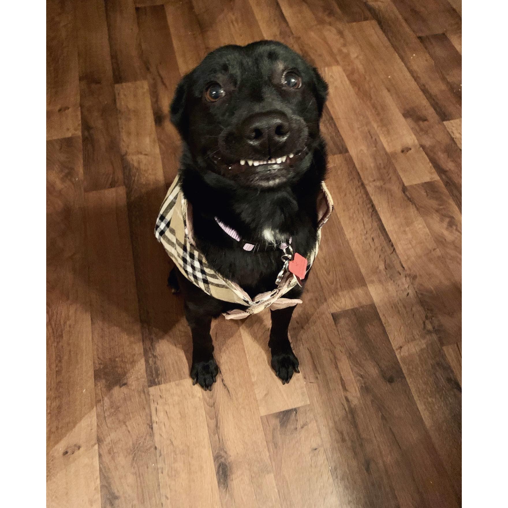 This is our beautiful baby dog Scout. She loves to wear clothes!