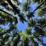 Issaquah