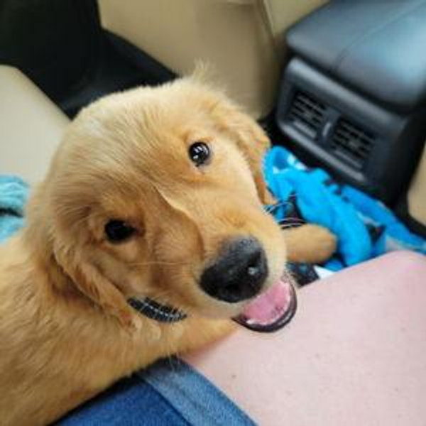 Our Golden Retriever Fund
