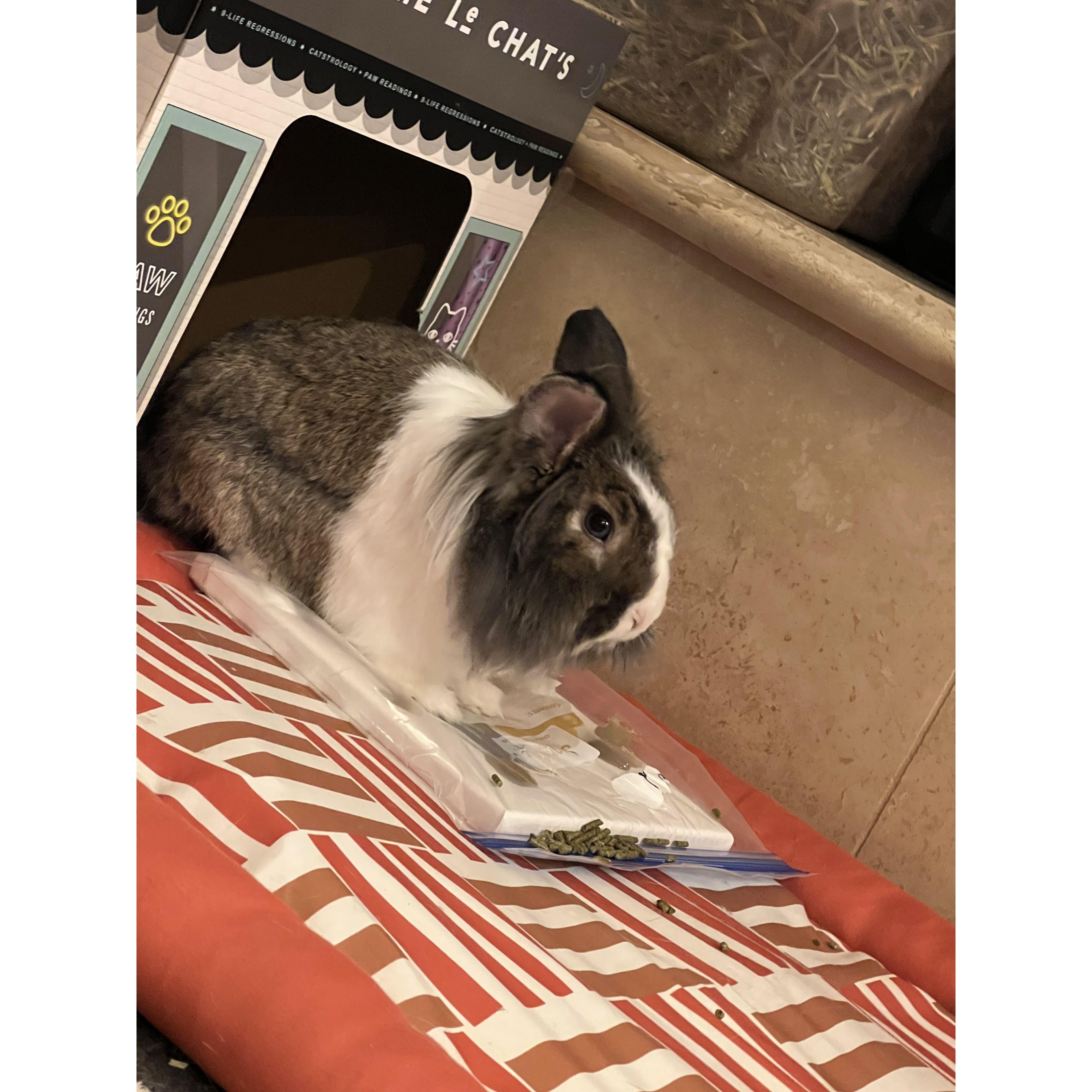 Our newest pet Twix painting!