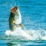 Tarpon Fishing Charters