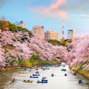 Cherry Blossom Tour and Lunch
