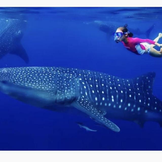 Whale Shark Watching in the Maldives