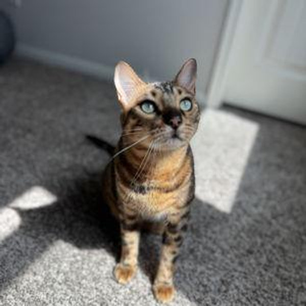 Our Cat Fund