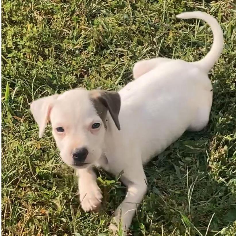 Our fur baby Finley