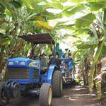 Kahuku Farms