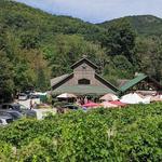 Grandfather Vineyard & Winery