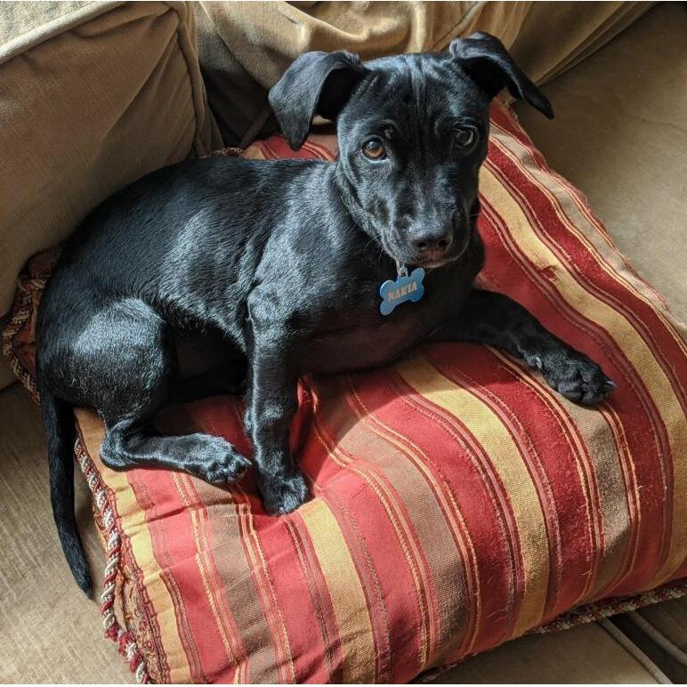 More puppy photos for Nakia fans