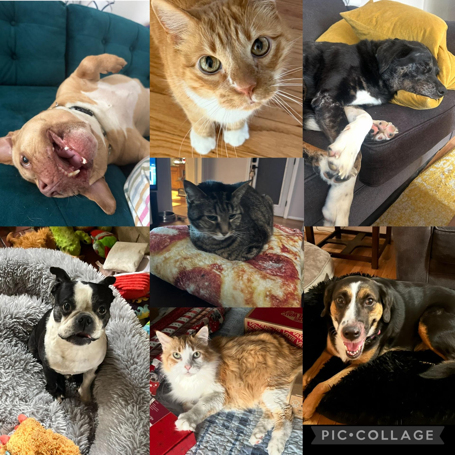 Our family. Yes, ALL of them are ours. 
(Hazel, Oliver, Huckleberry)
(Wicket)
(Norman, Puddin', Pita)