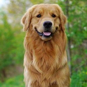 Future Dog Fund