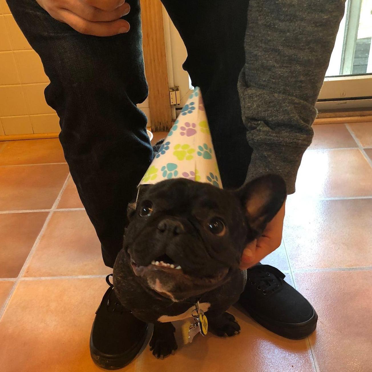 Meatball's First Birthday Party! 2018