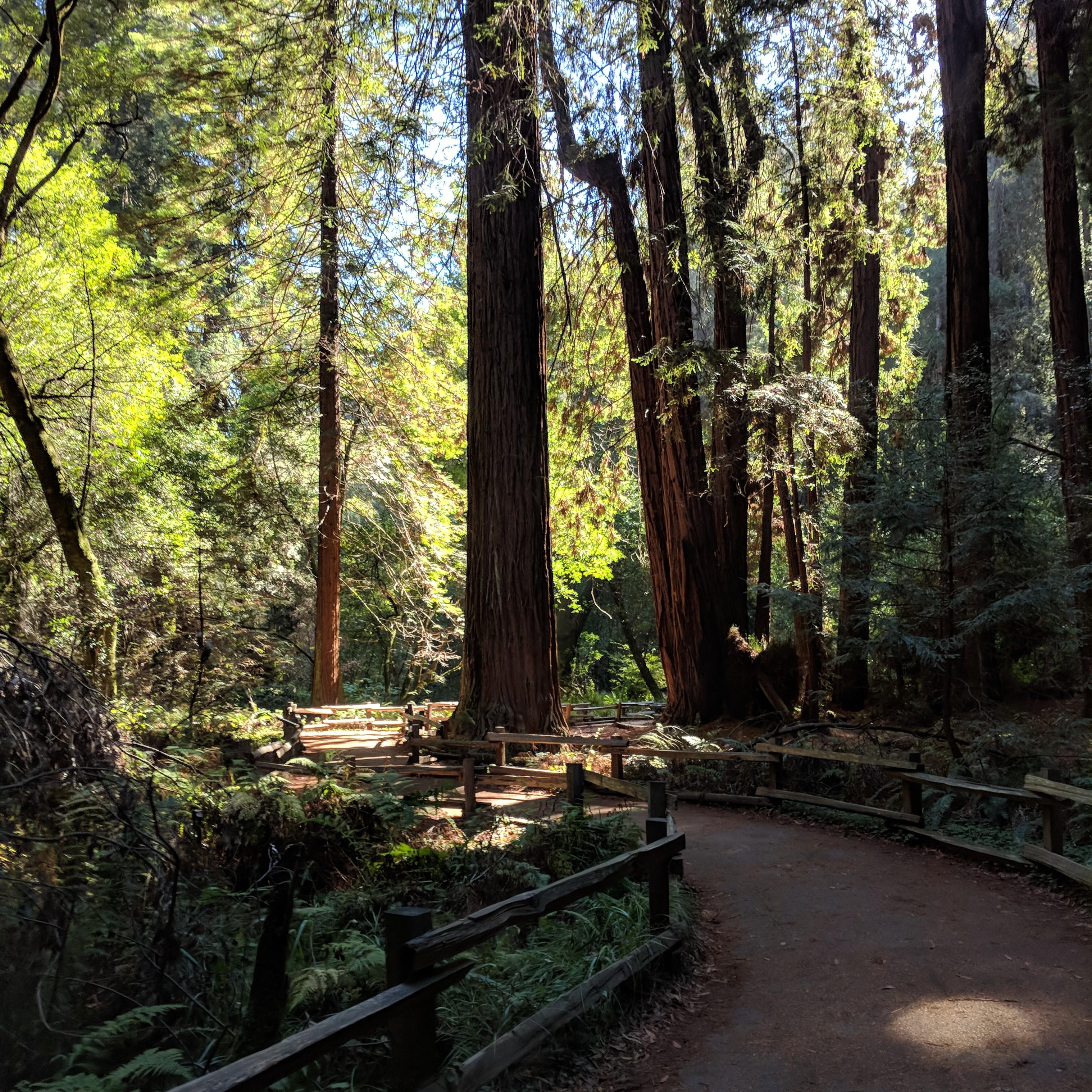 The beautiful redwood forest where we became engaged.