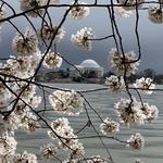 Tidal Basin