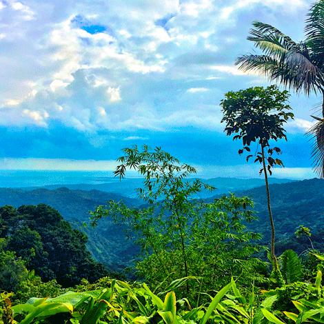 Guided El Yunque Forest Hike