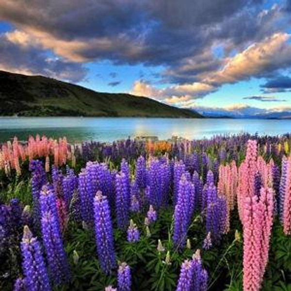 Honeymoon in New Zealand