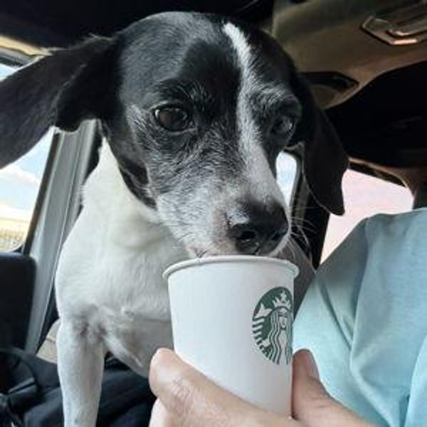 Maverick's Dogsitting & Treat Fund