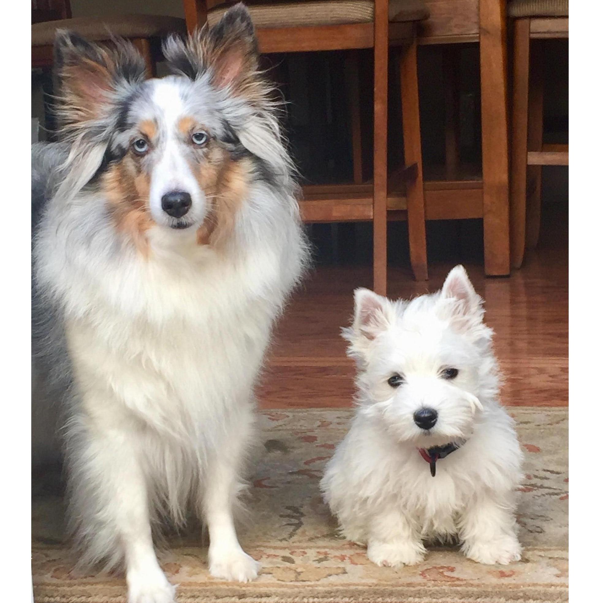Our kids! Mini the Shetland Sheepdog & Mozart the West Highland White Terrier