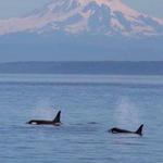 Whale & Wildlife Tours