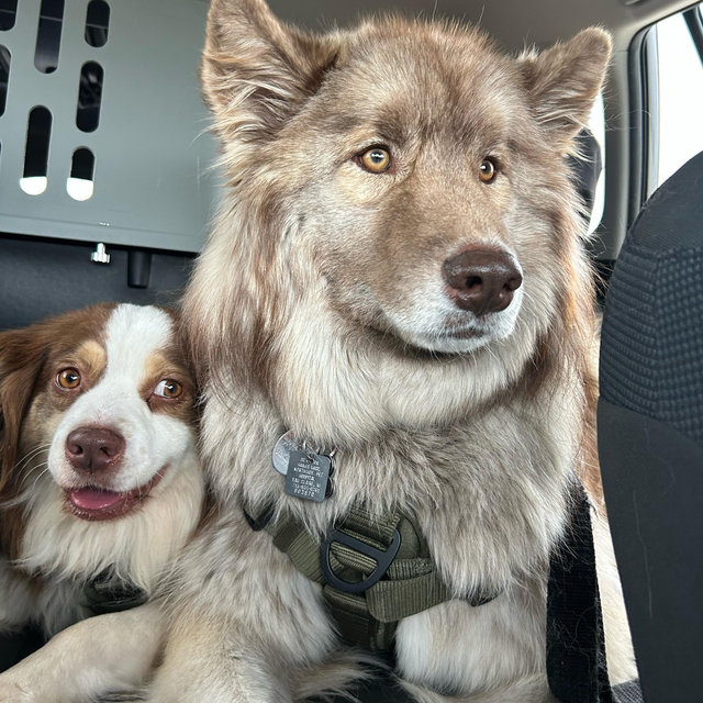 Doggy Daycare For Our Honeymoon