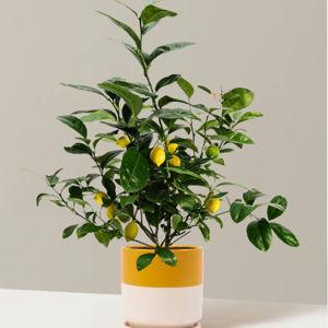 Lemon Tree