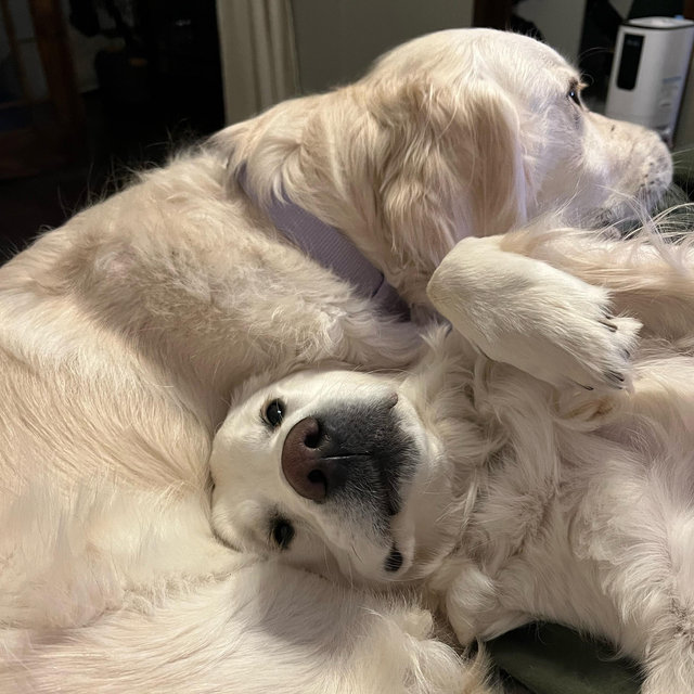 Junie & Tuna Rover Fund