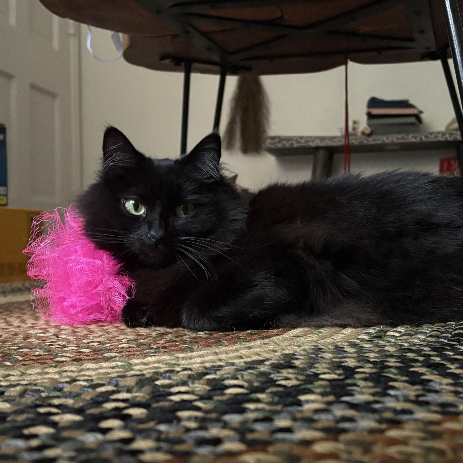 Cricket and her emotional support loofah