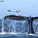 Whale Watching