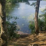 Wing Pond