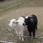 Serenbe Farms
