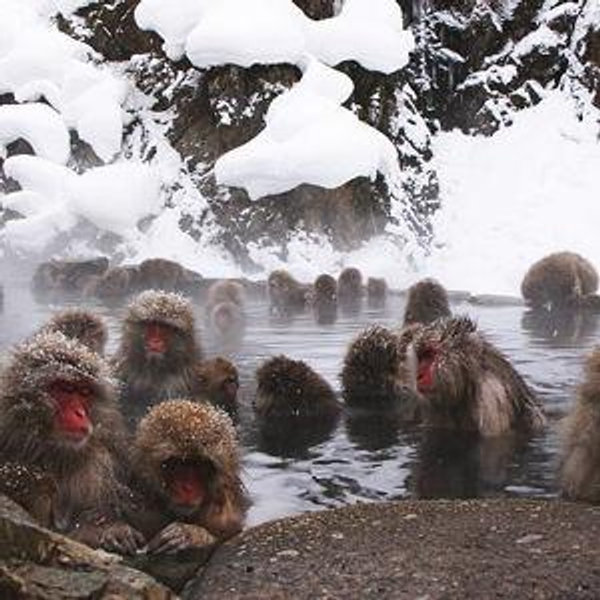 Adventures & Outings in Japan