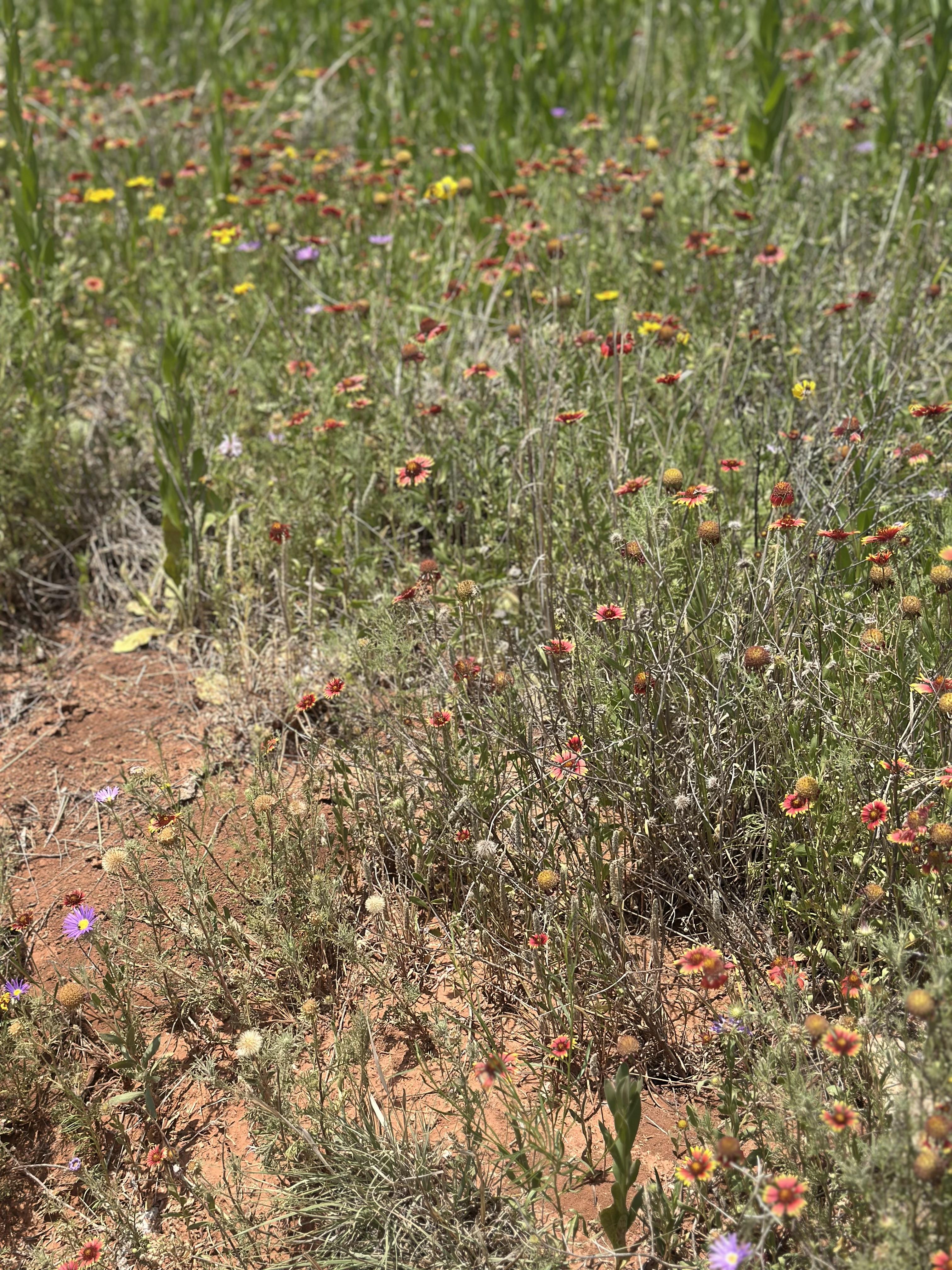 The Wedding Website of Anna Williams and Robert Lillie