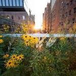The High Line