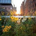 The High Line