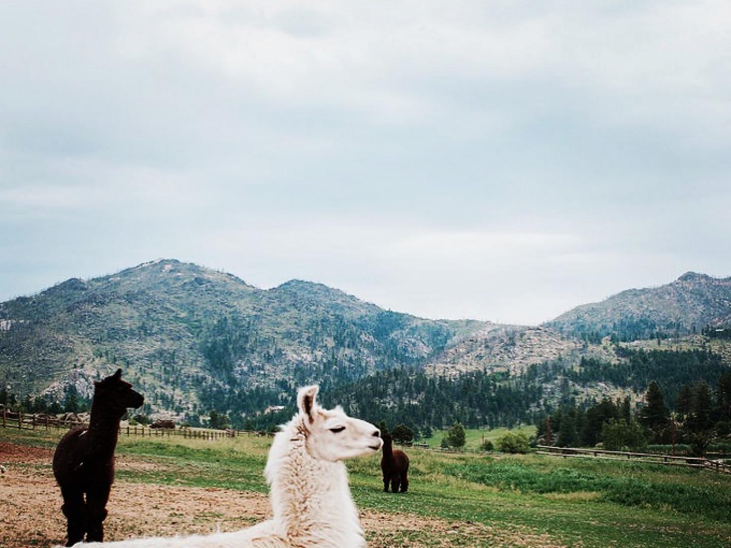 The Wedding Website of Hannah Mishriki and Kyle McGraw