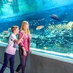 OdySea Aquarium