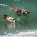 Dog Beach | Huntington Beach