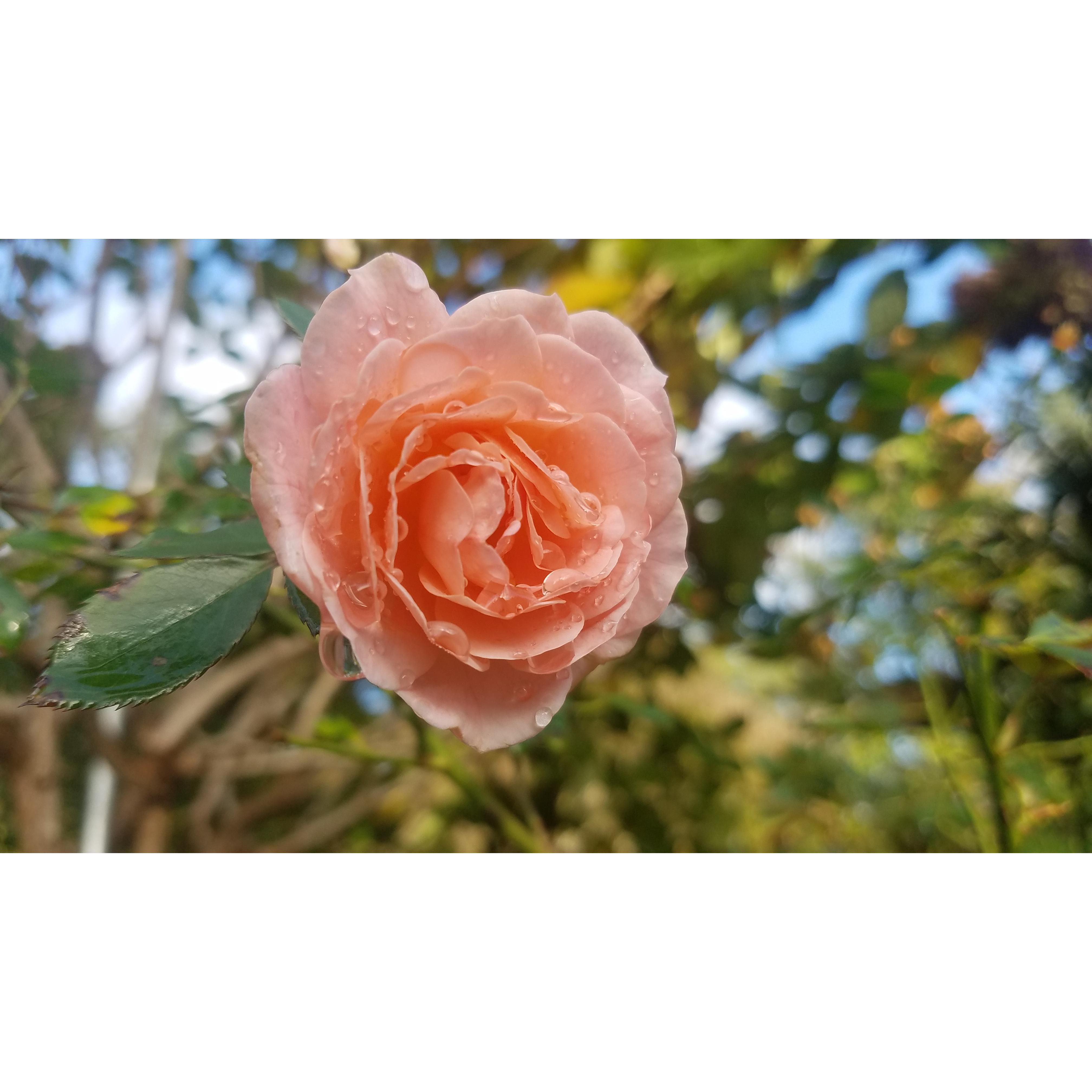 On our hikes we don't miss the chance to stop and smell the roses along the way.