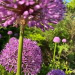 Buffalo and Erie County Botanical Gardens