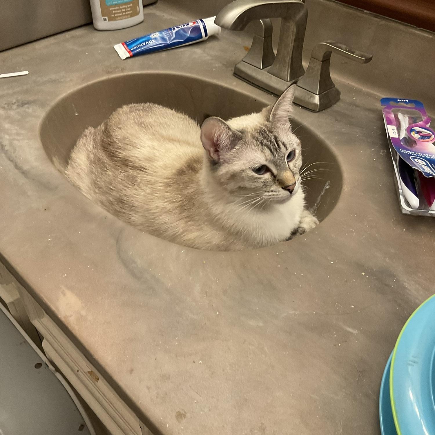 Henrietta’s favorite nap spot