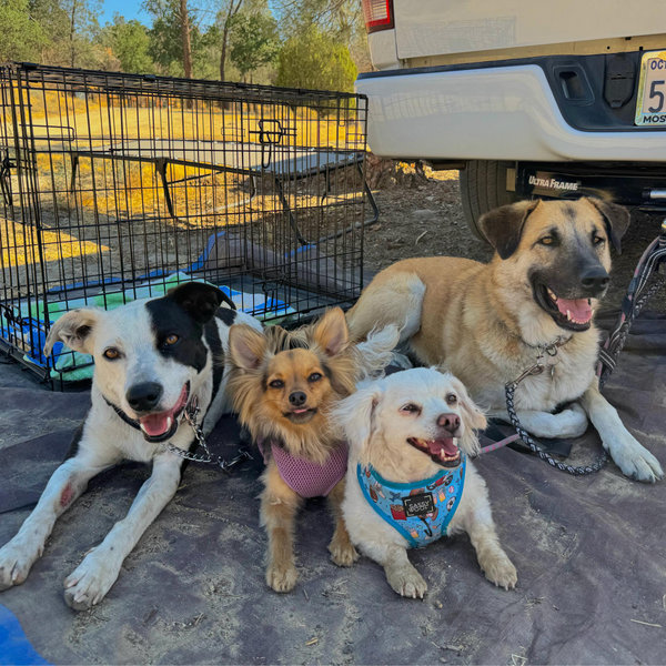 Petsitter