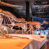 Houston Museum of Natural Science