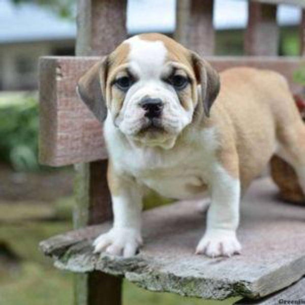 Our new puppy