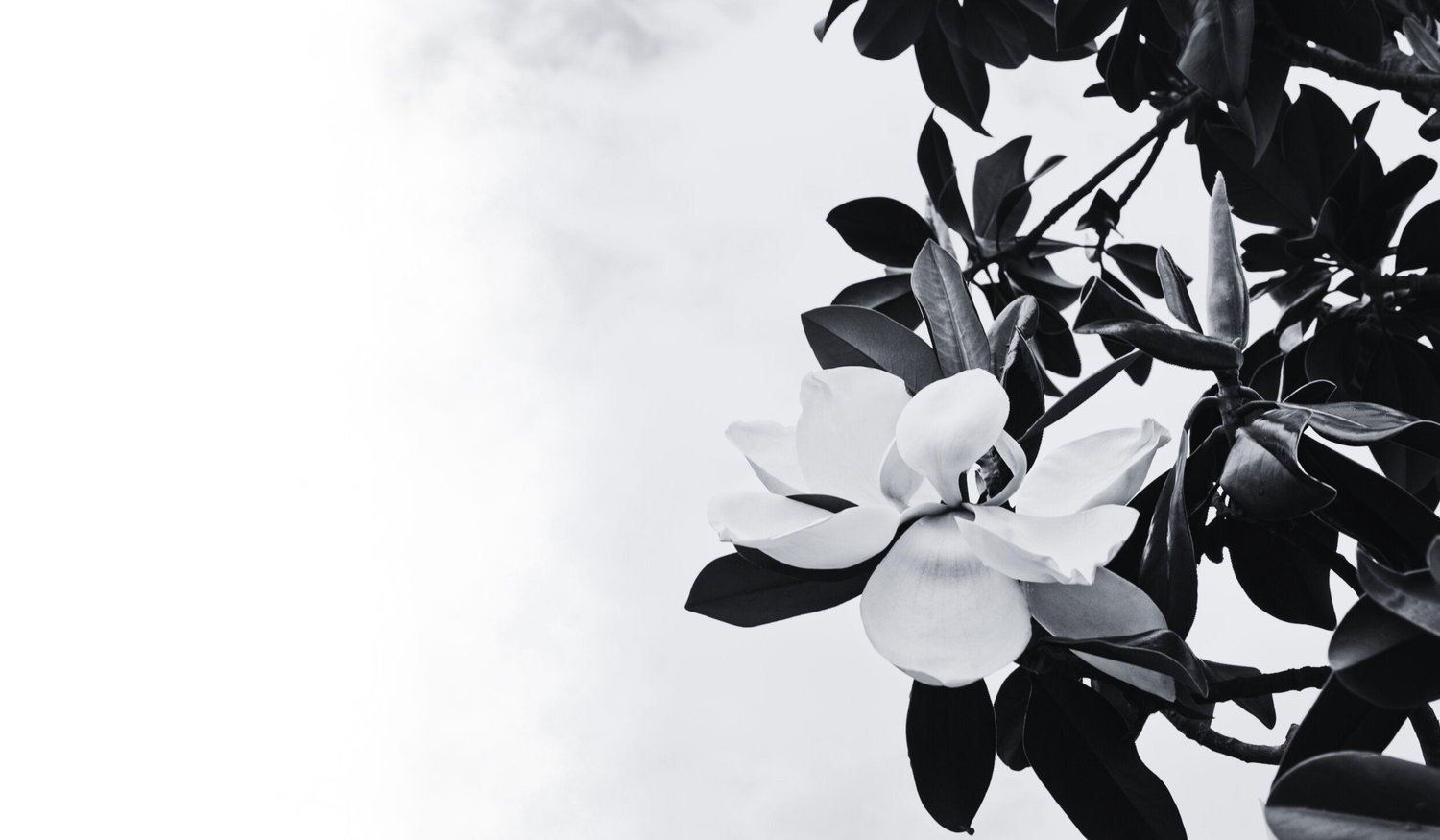 Footer image