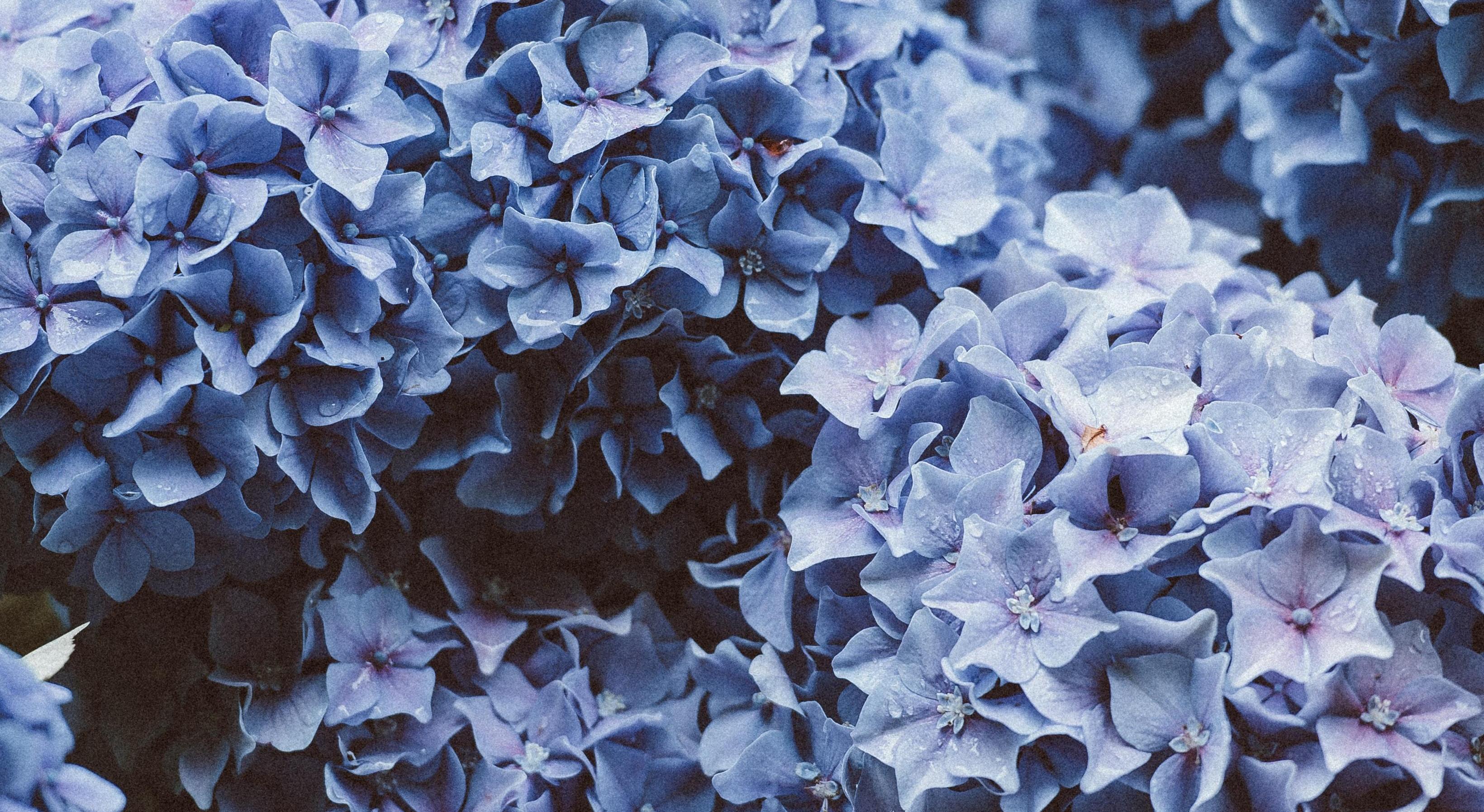 Footer image
